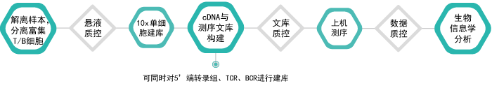 10x单细胞免疫组库V(D)J测序-技术流程-万象城AWC基因